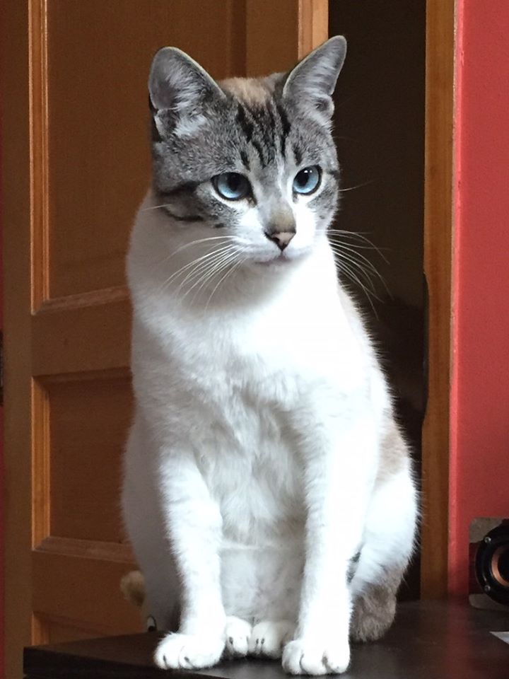 chat sibérien à donner gratuit près de paris