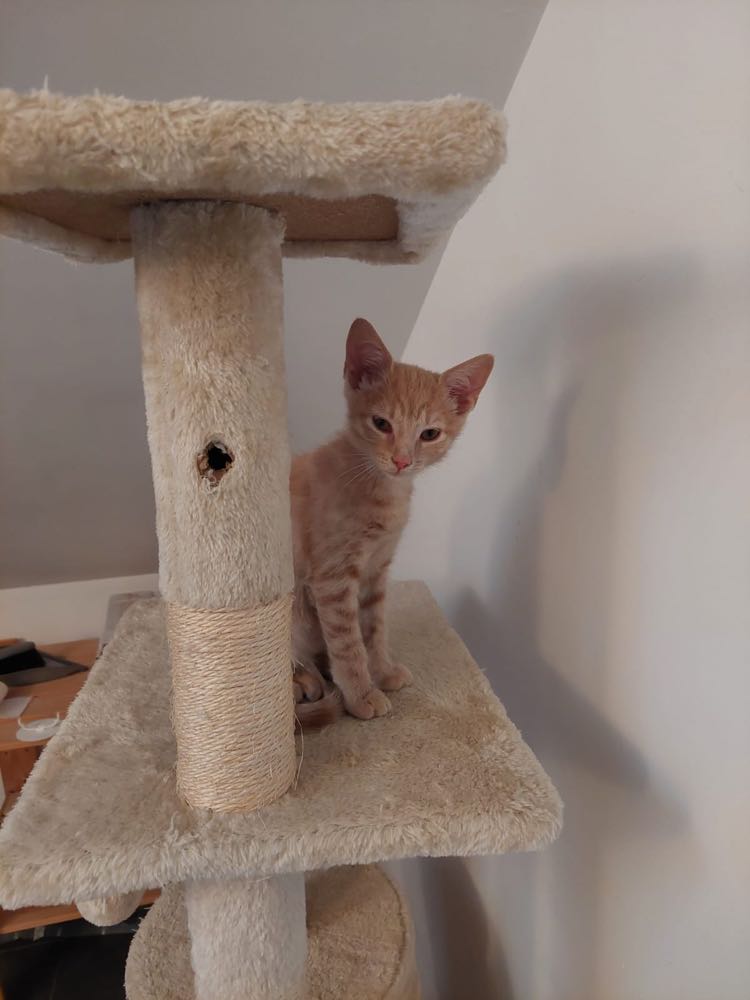 bubka chaton à l'adoption