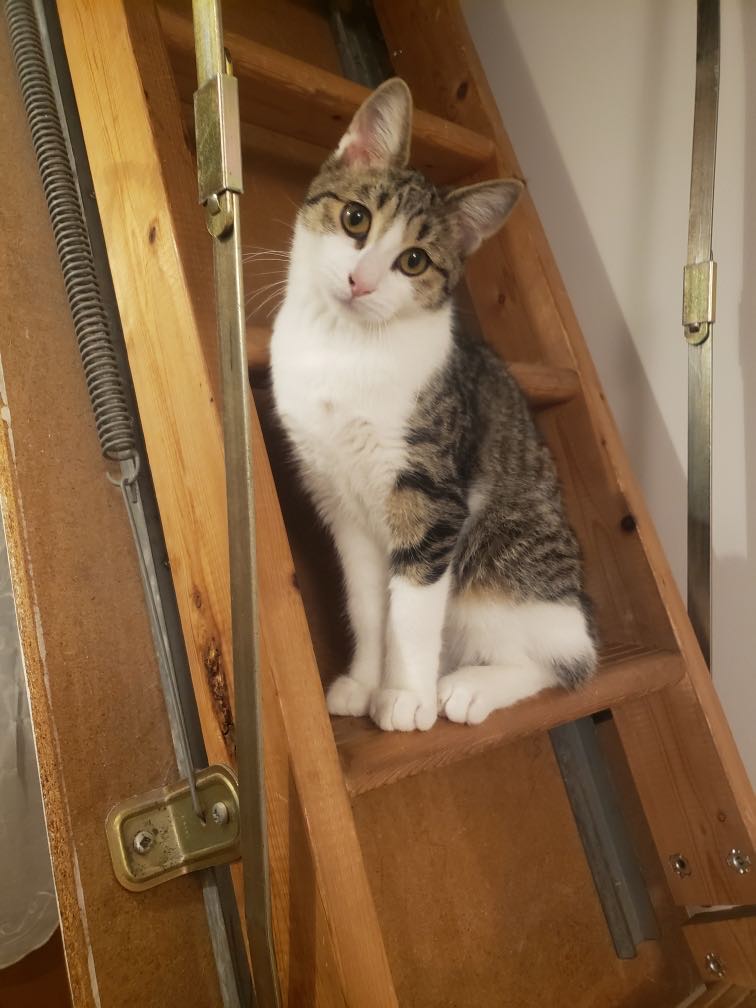 LIli sur une marche d'escalier, regardant l'appareil photo