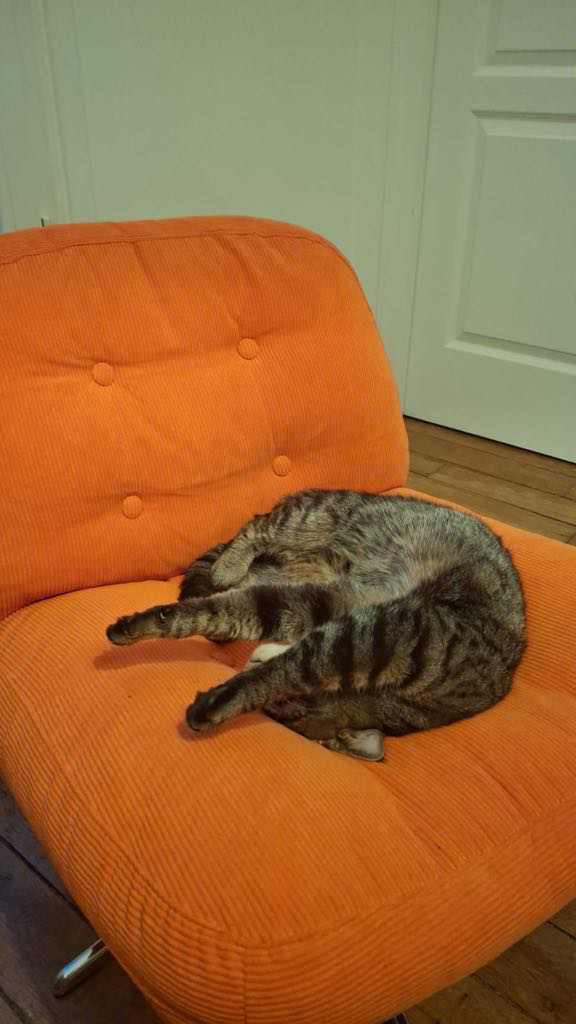 Canel les 4 pattes en l'air sur un coussin
