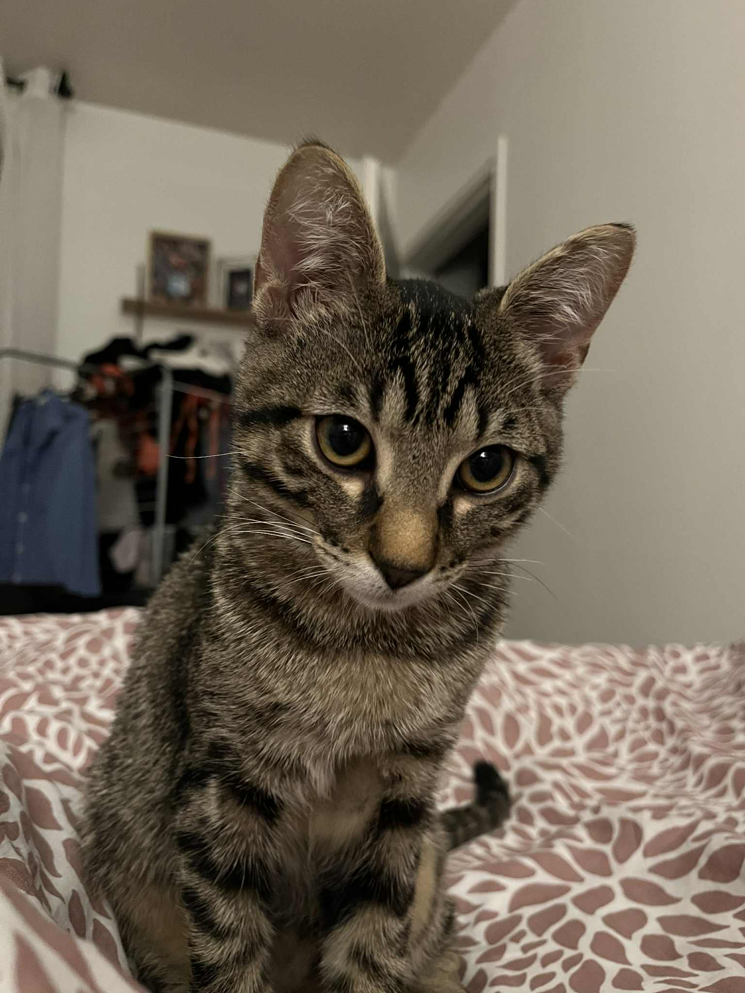 Photo du chat