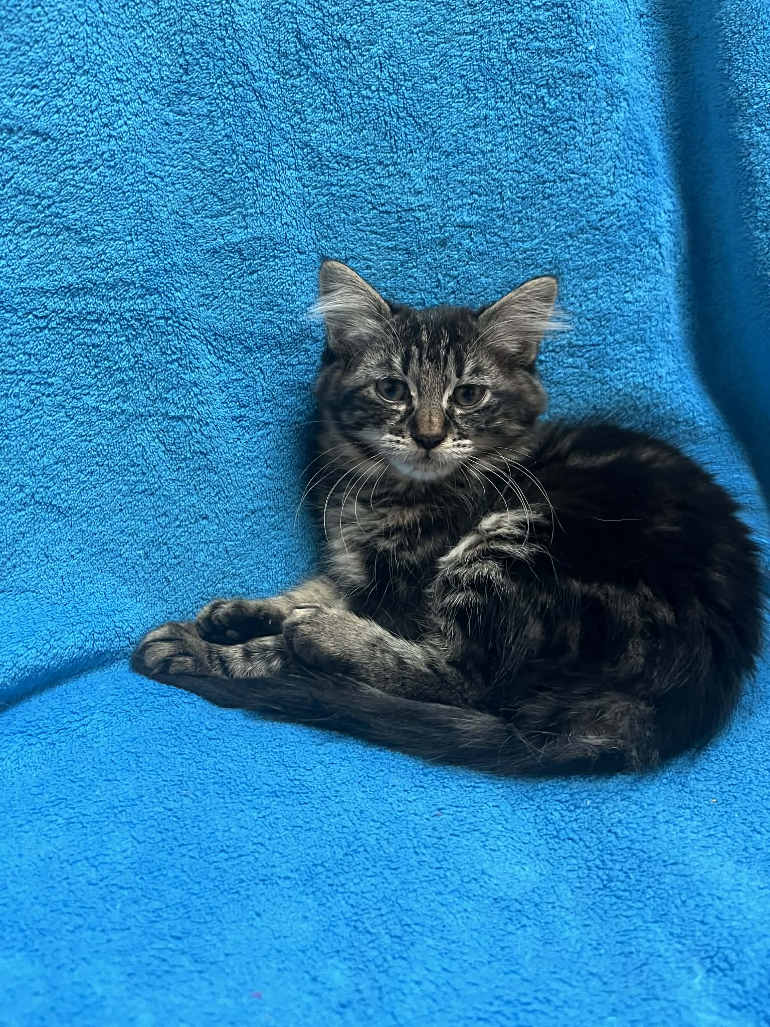 Photo du chat