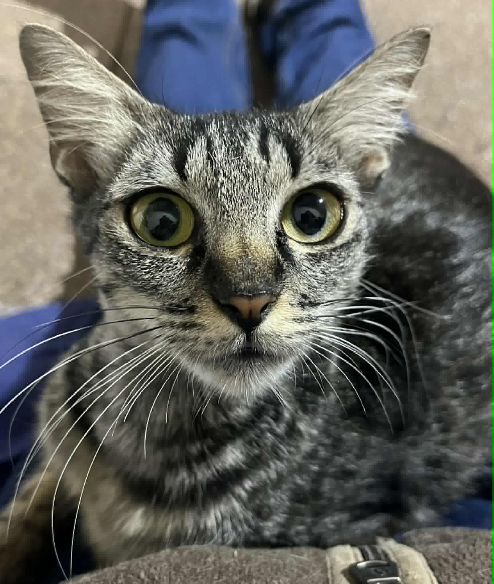 Photo du chat