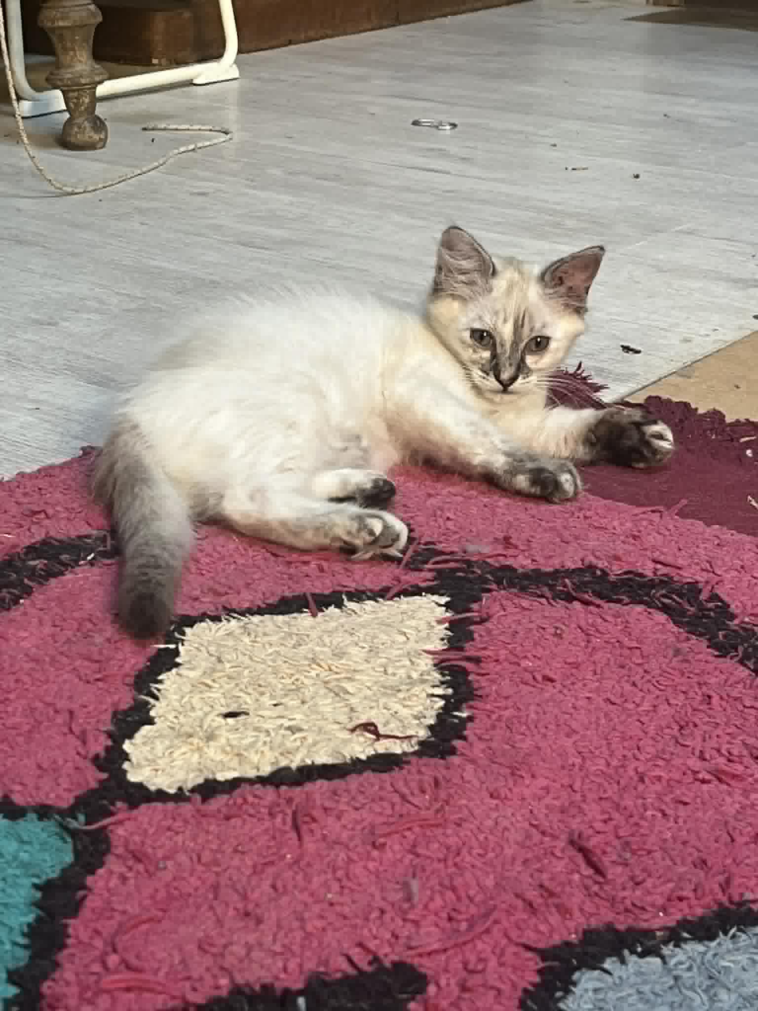 Photo du chat