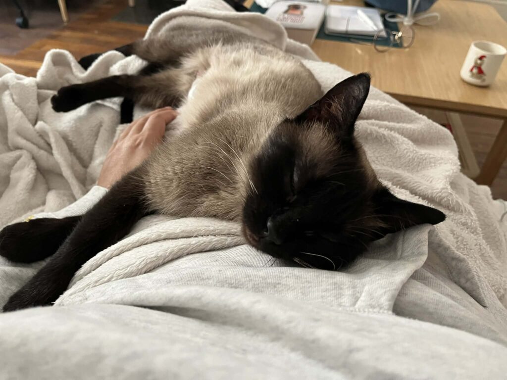 Jade dormant paisiblement avec des caresses