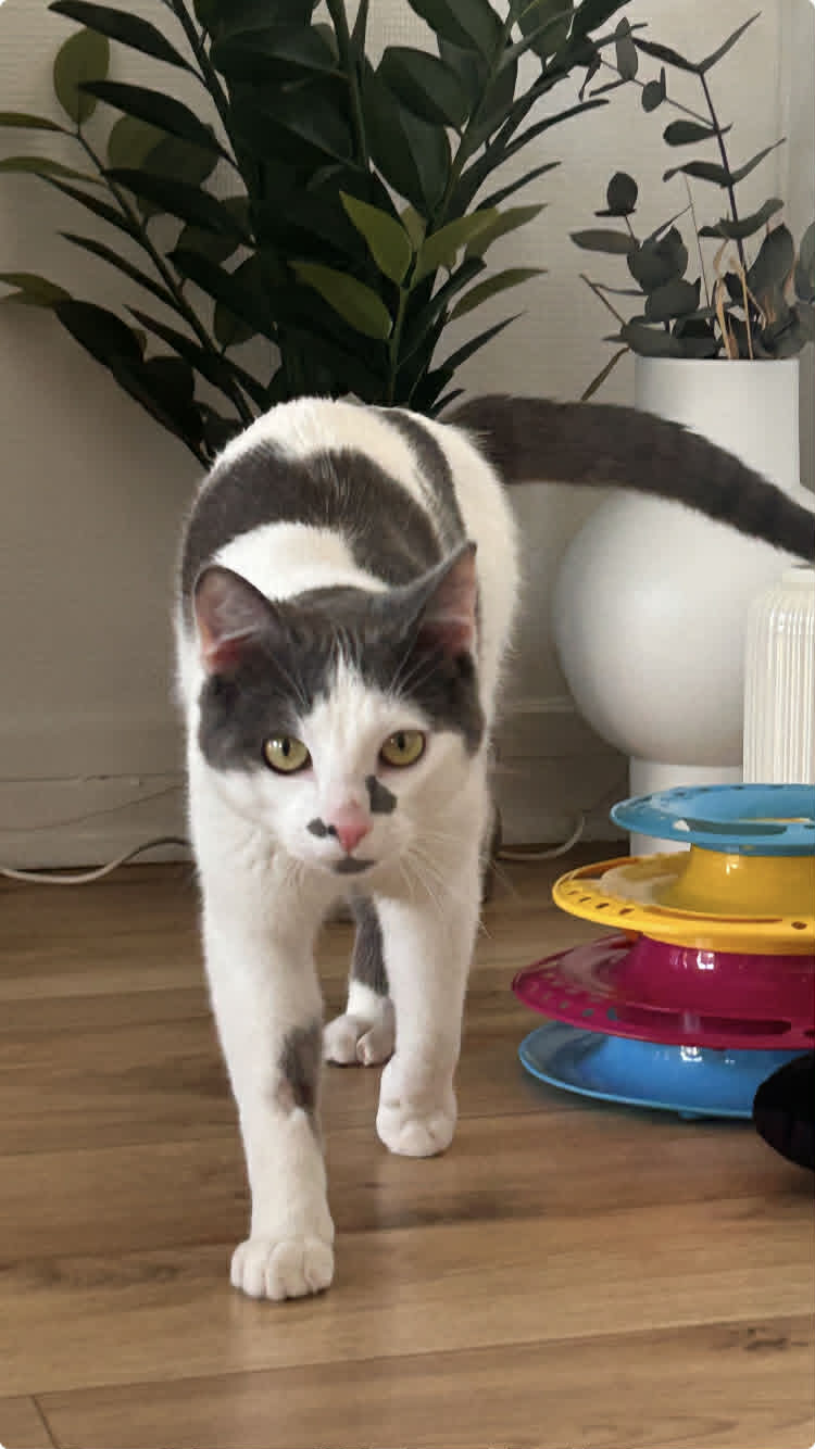 Photo du chat