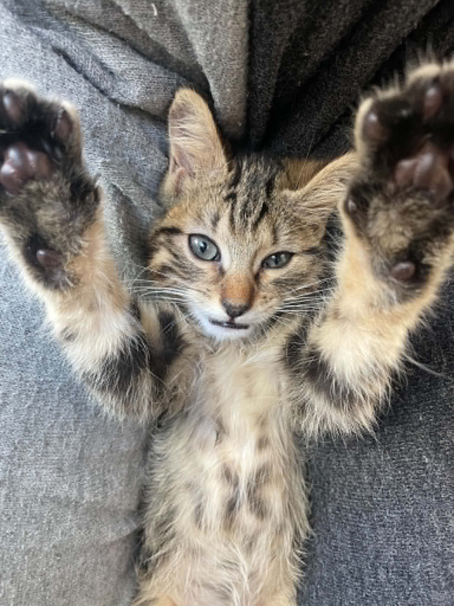 Photo du chat
