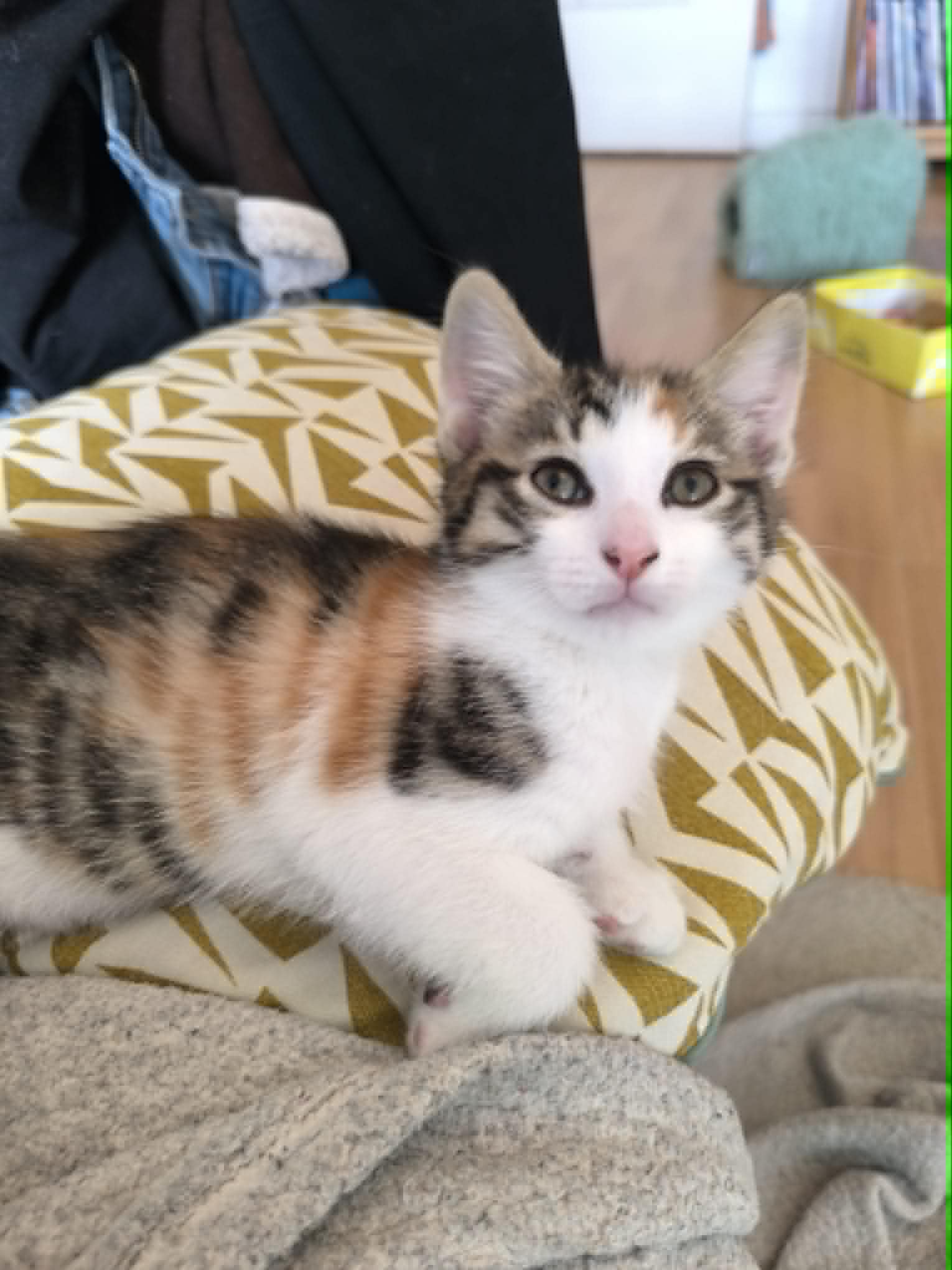Photo du chat