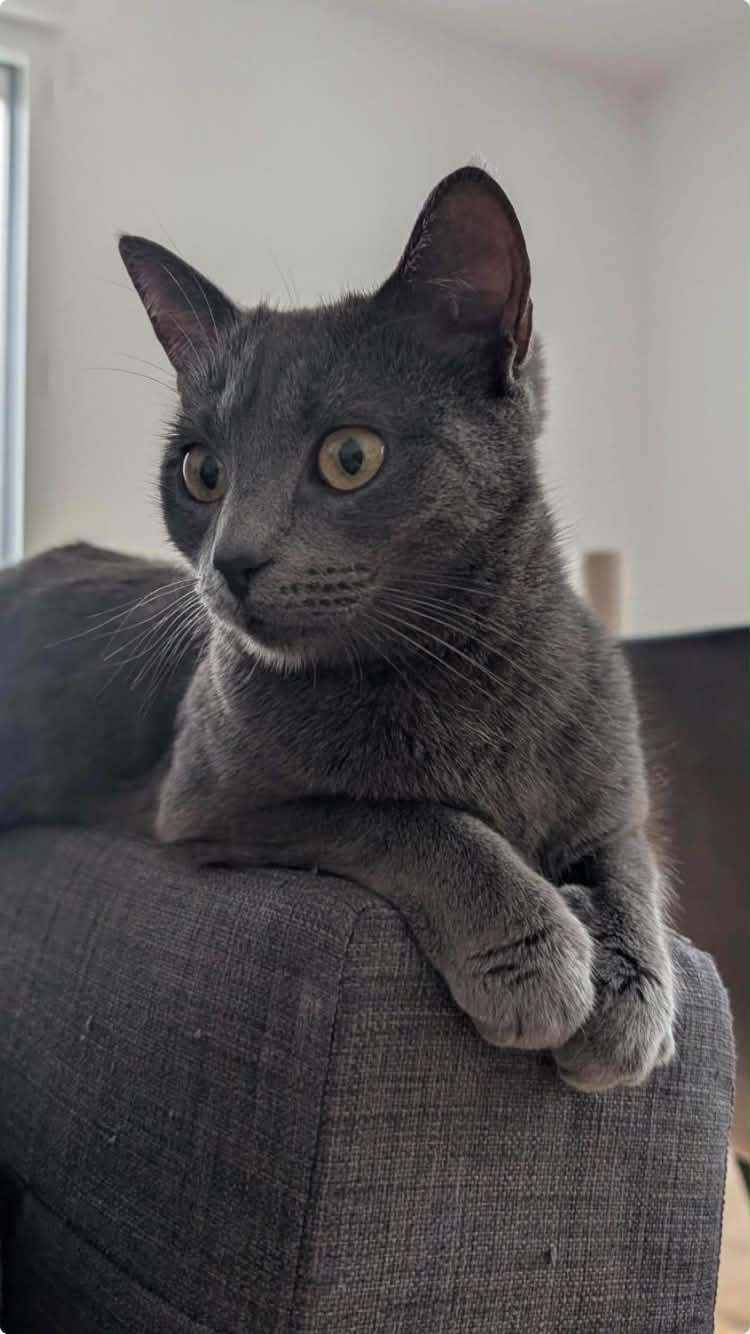 Photo du chat