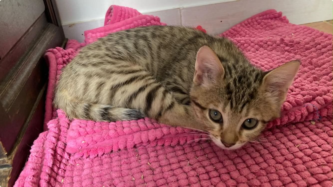 Photo du chat