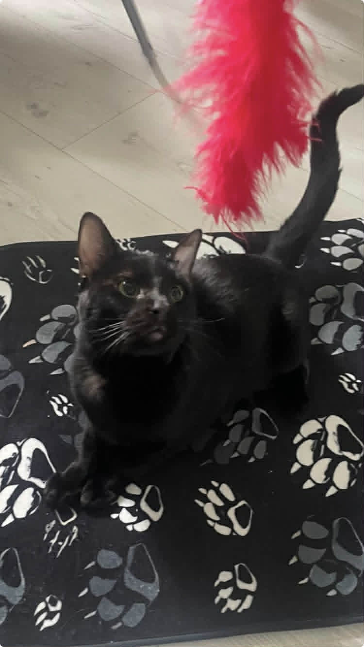 Photo du chat