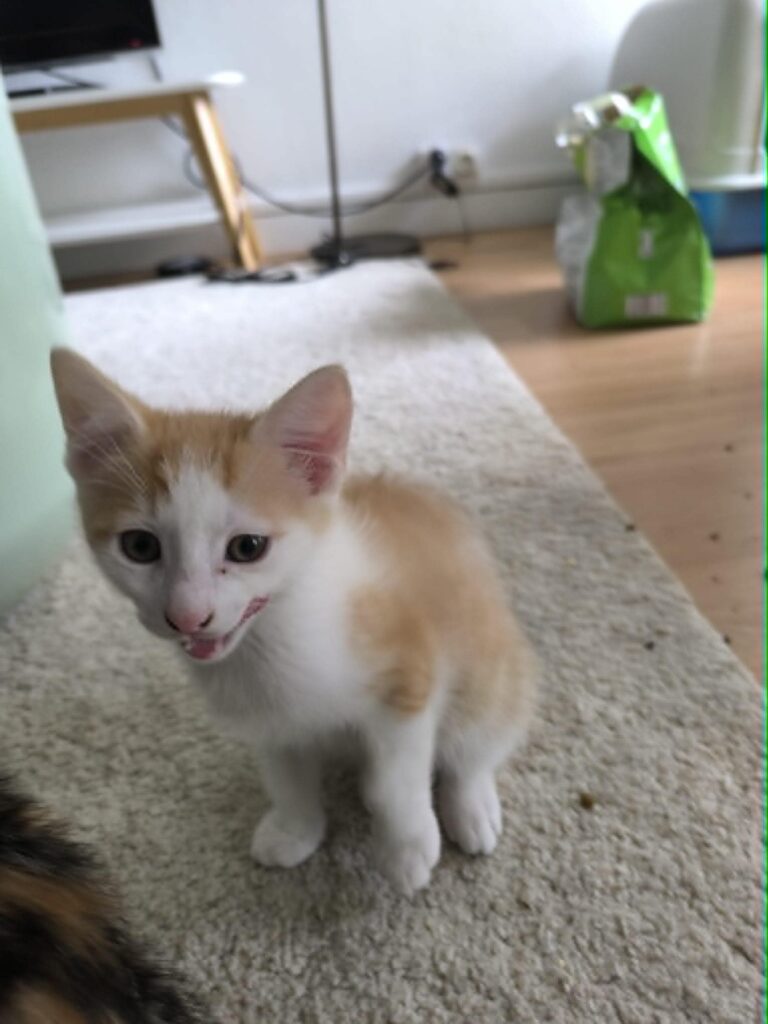 Yuka sur un tapis se lechant les babines