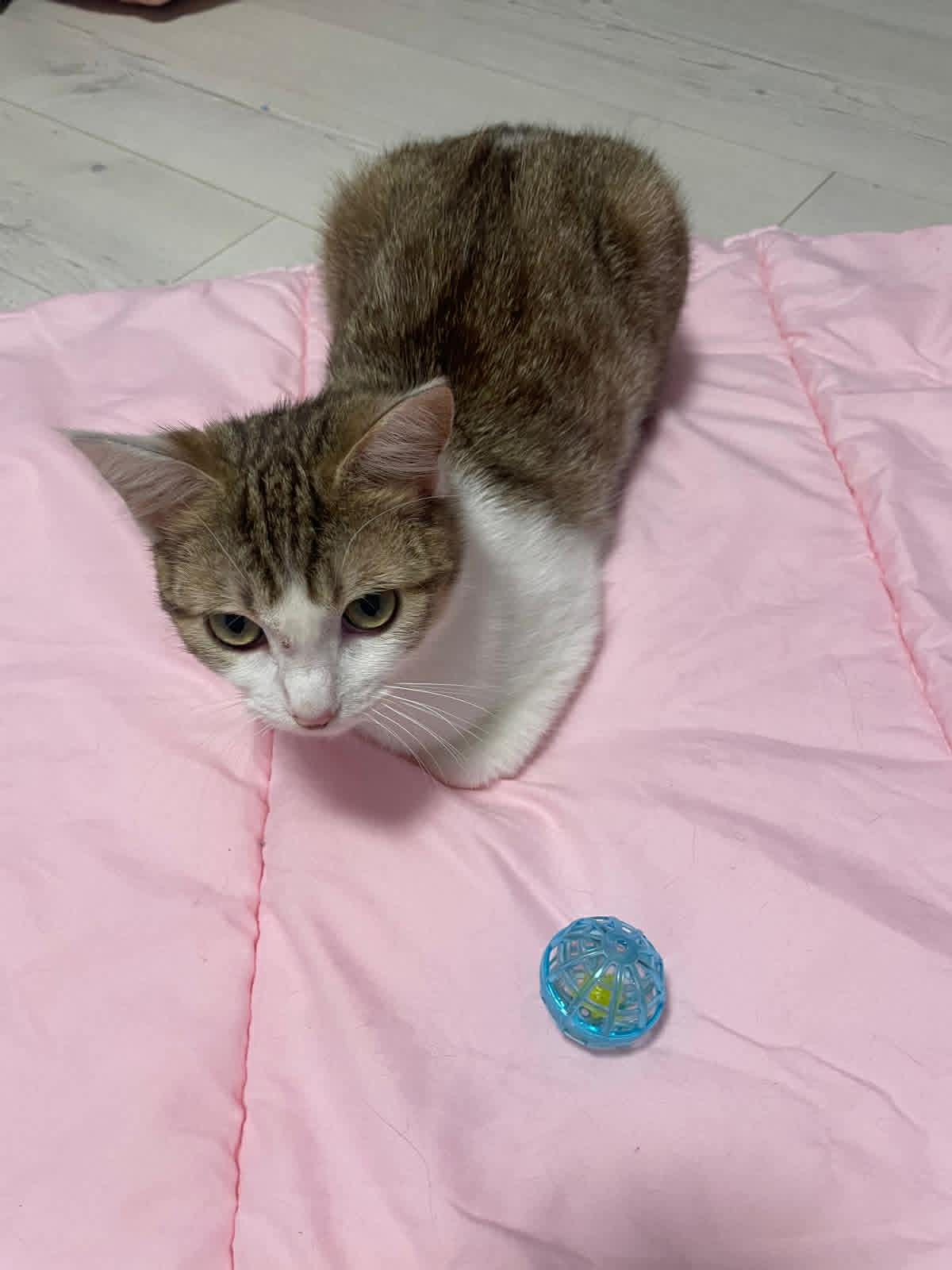 Photo du chat