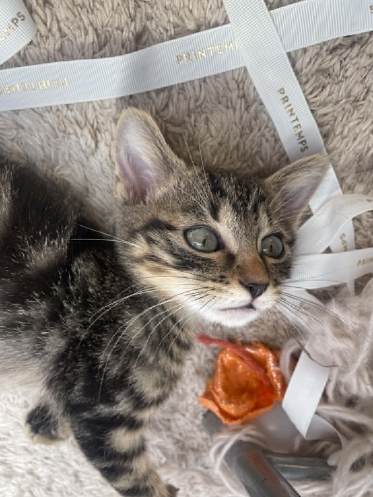 Photo du chat