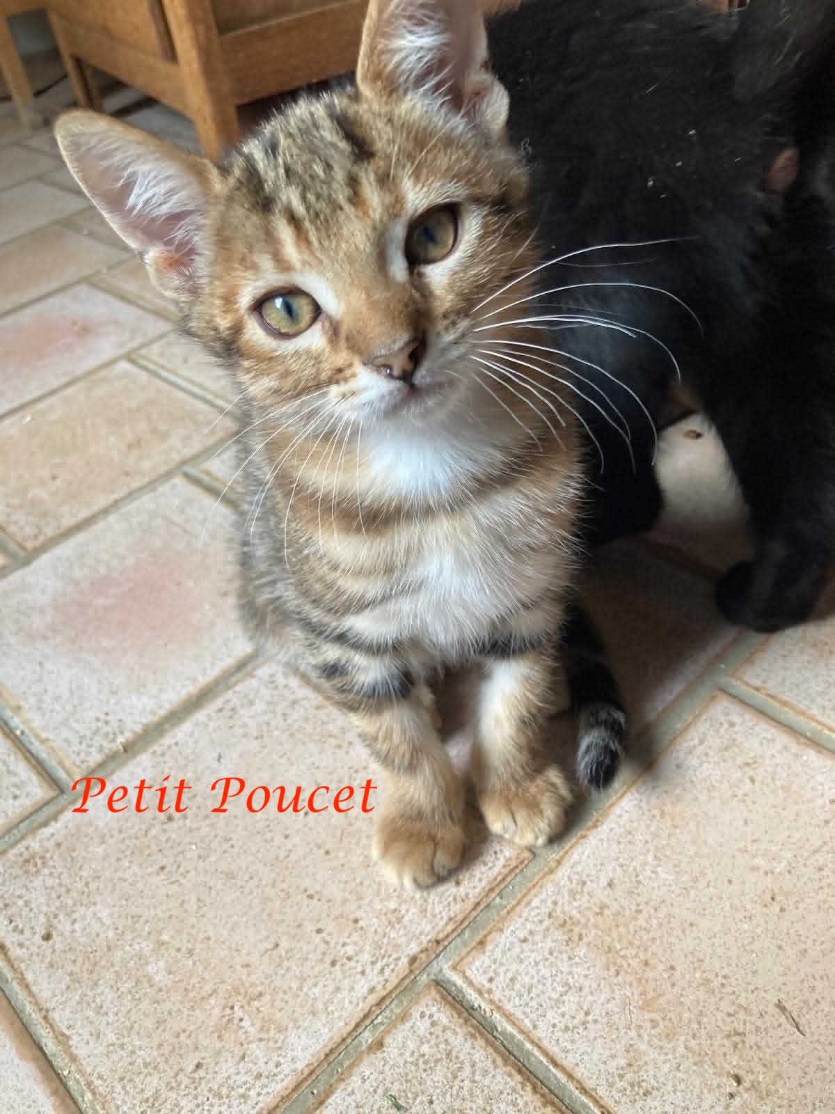 Photo du chat