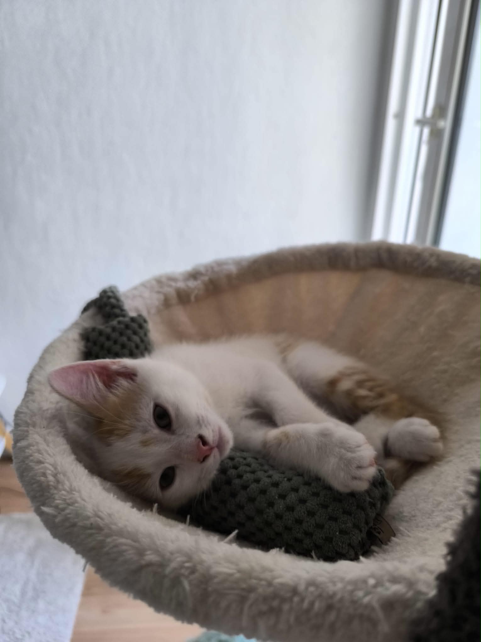 Photo du chat