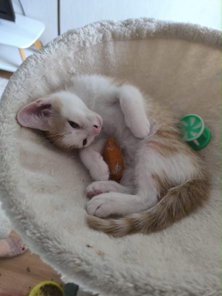 Yuka dans son hamac, faisant un gros dodo