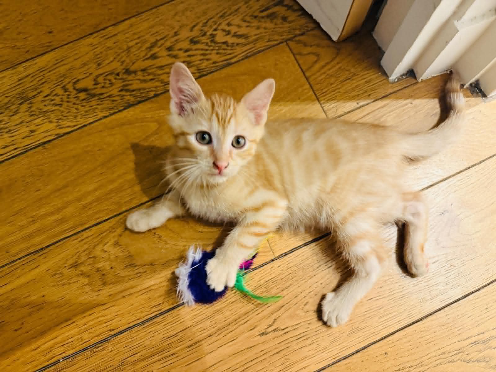 Photo du chat