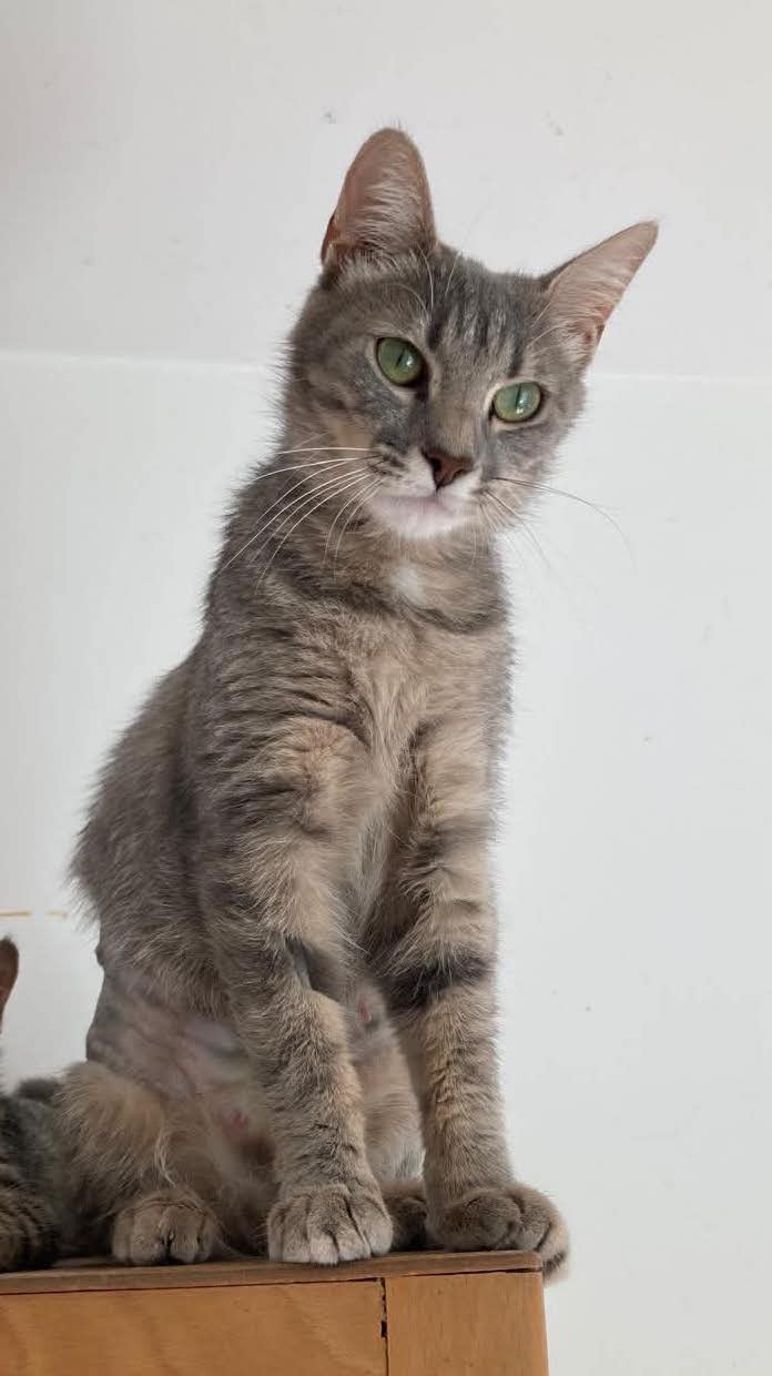 Photo du chat
