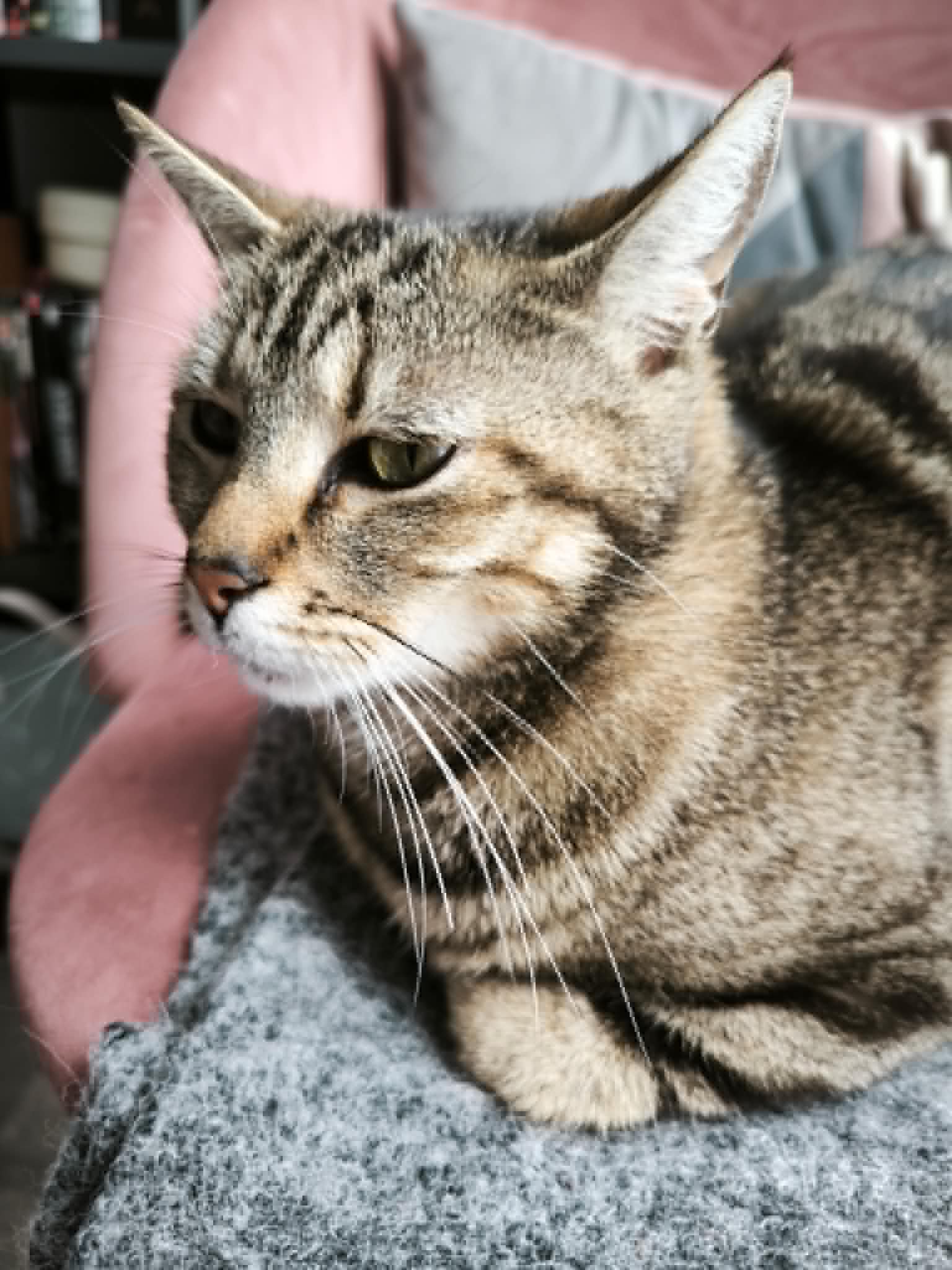 Photo du chat