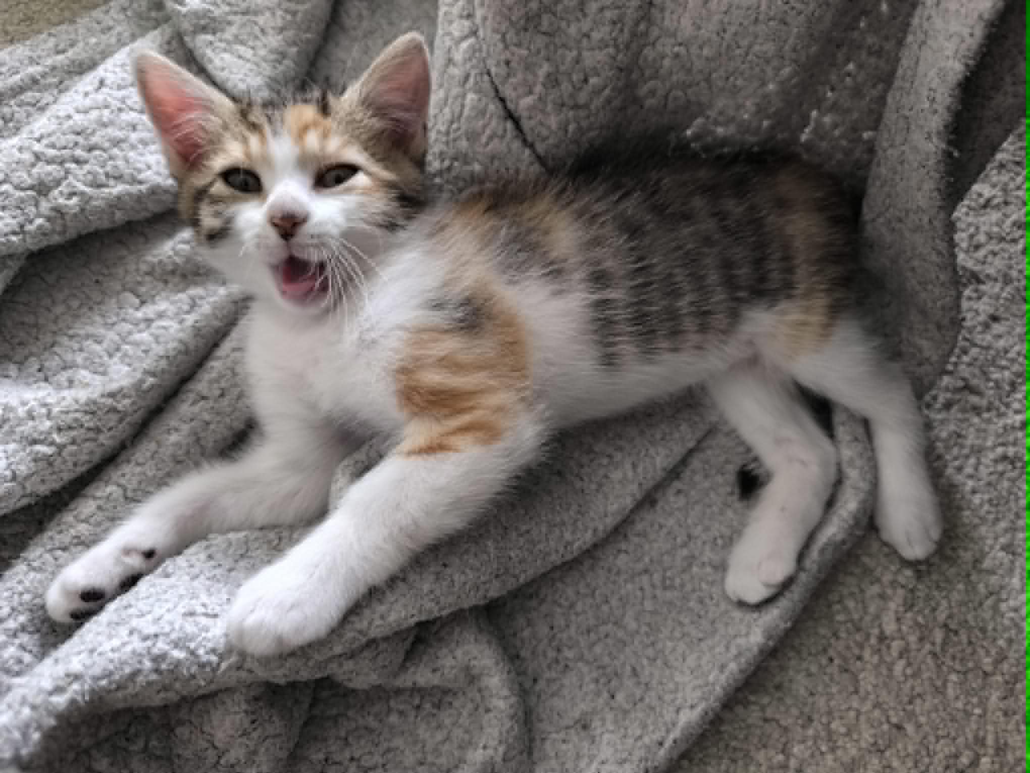 Photo du chat