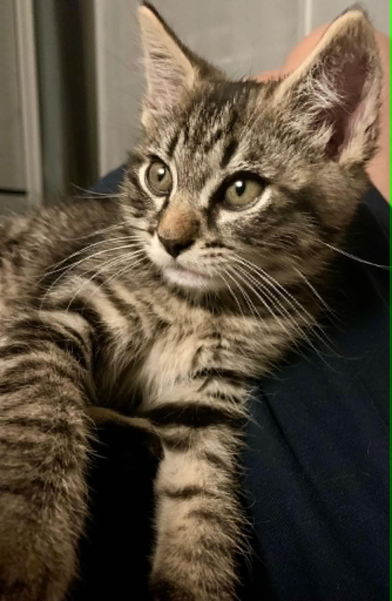 Photo du chat