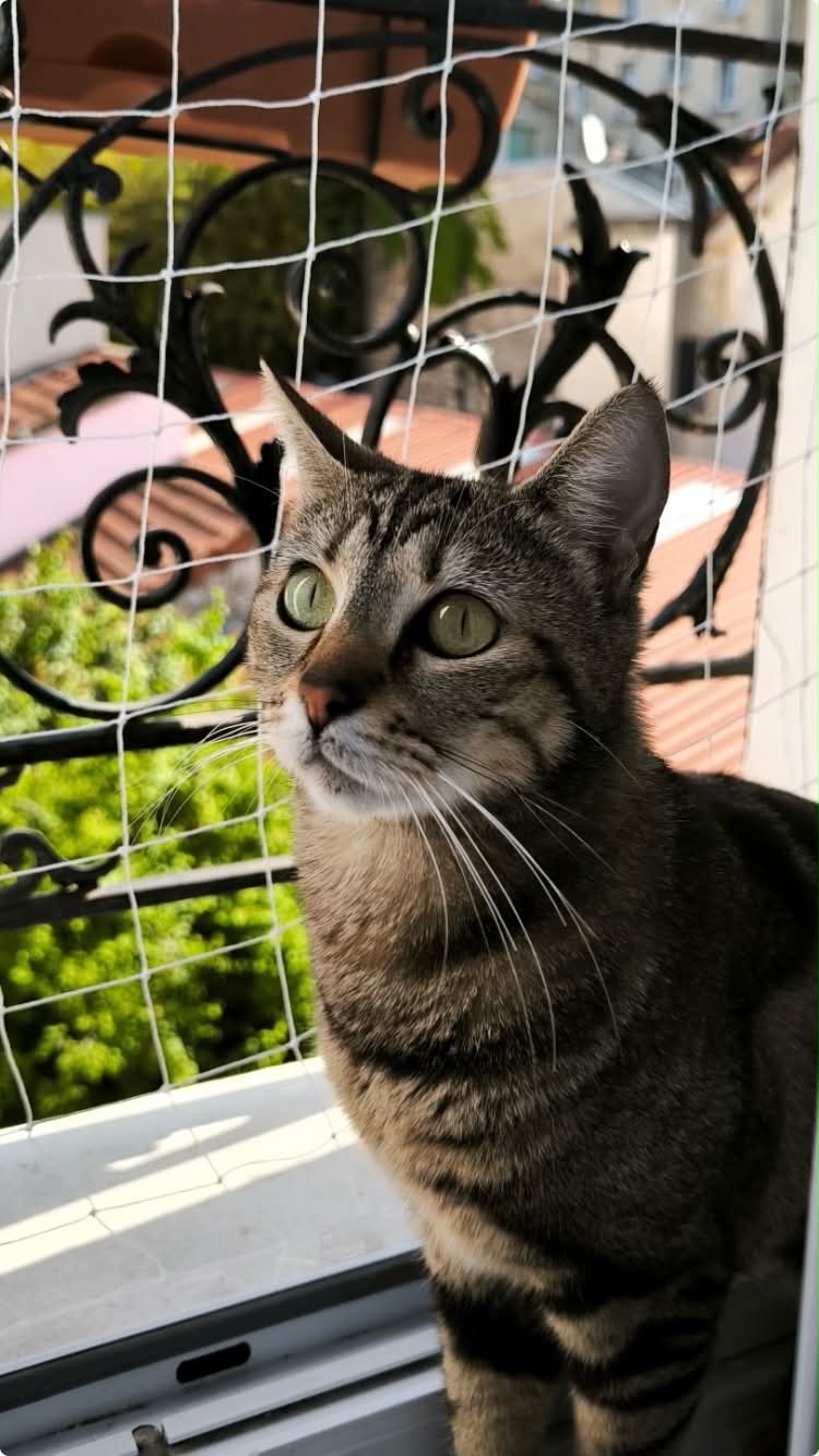 Photo du chat