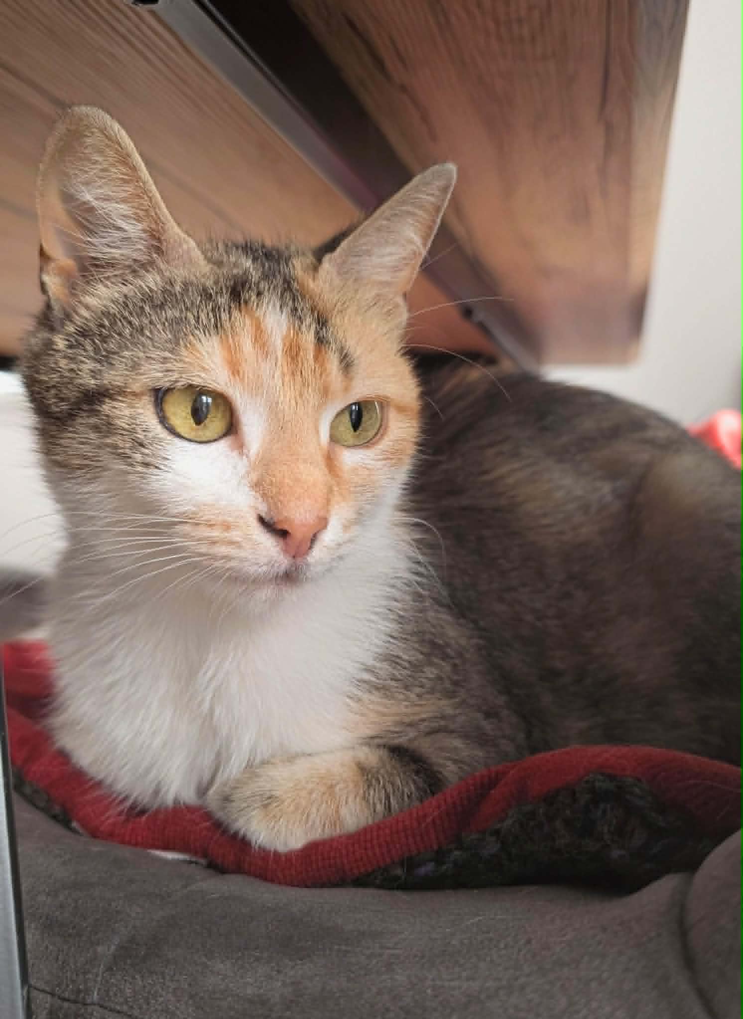 Photo du chat