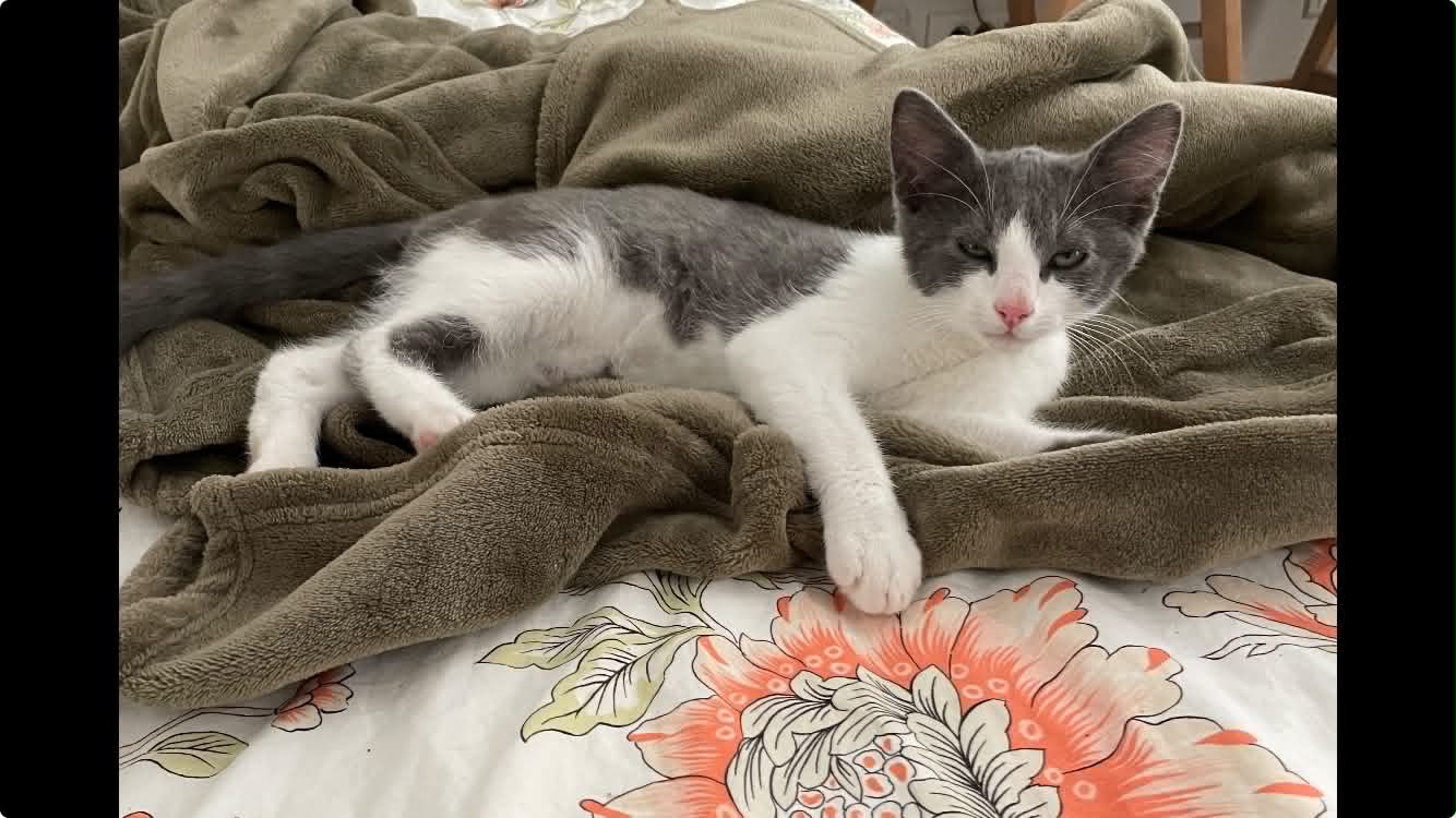 Photo du chat