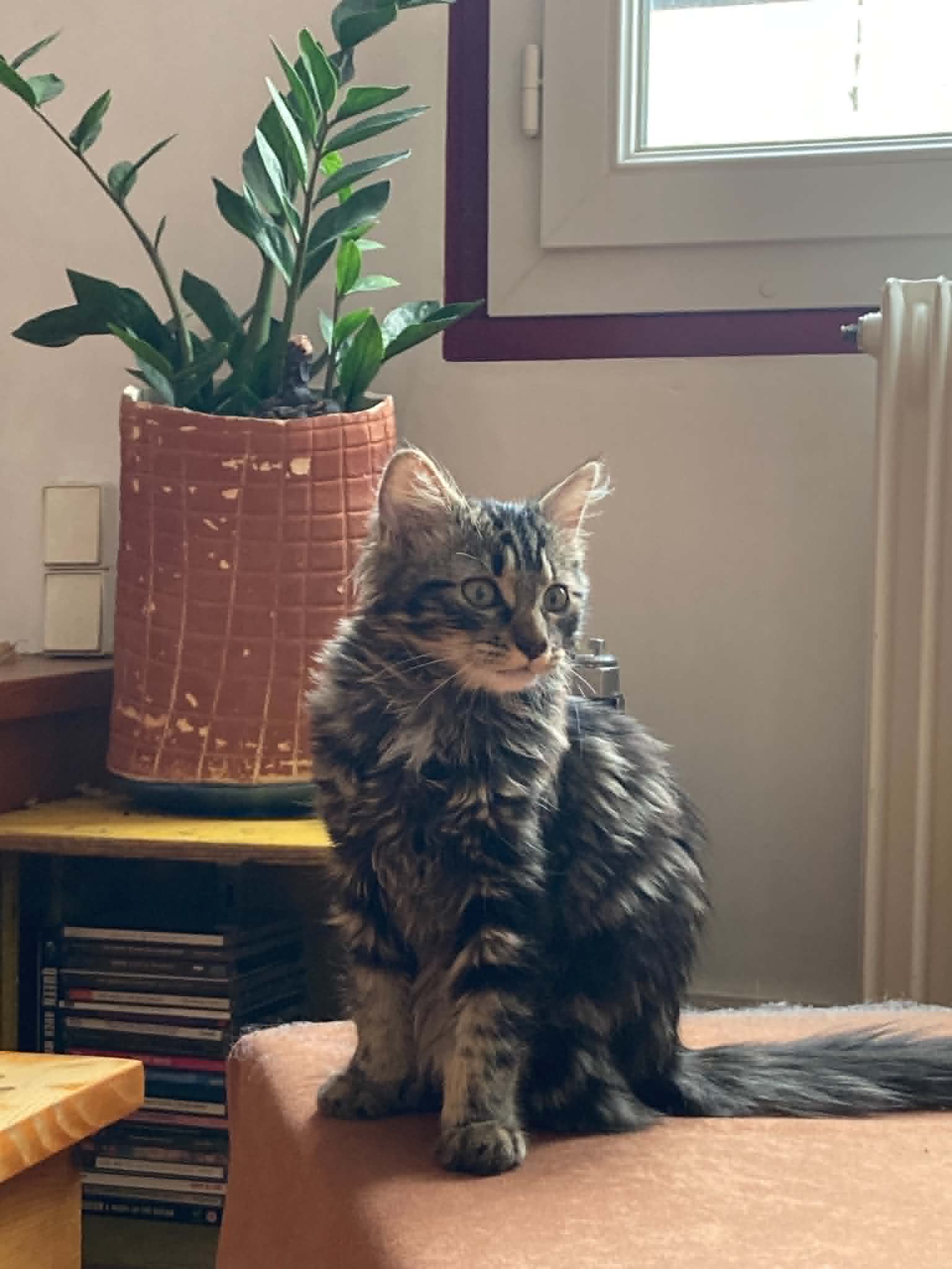 Photo du chat