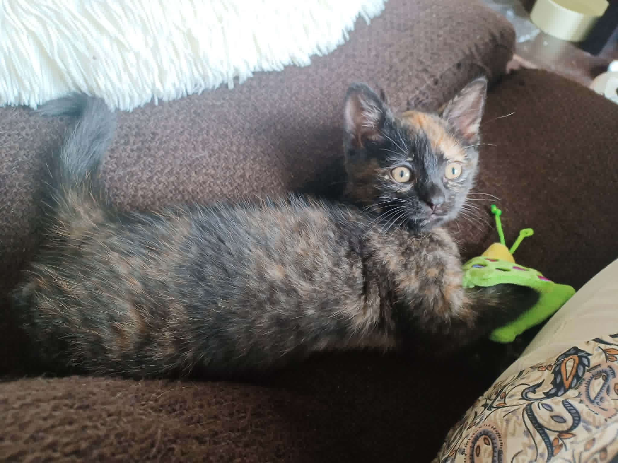 Photo du chat
