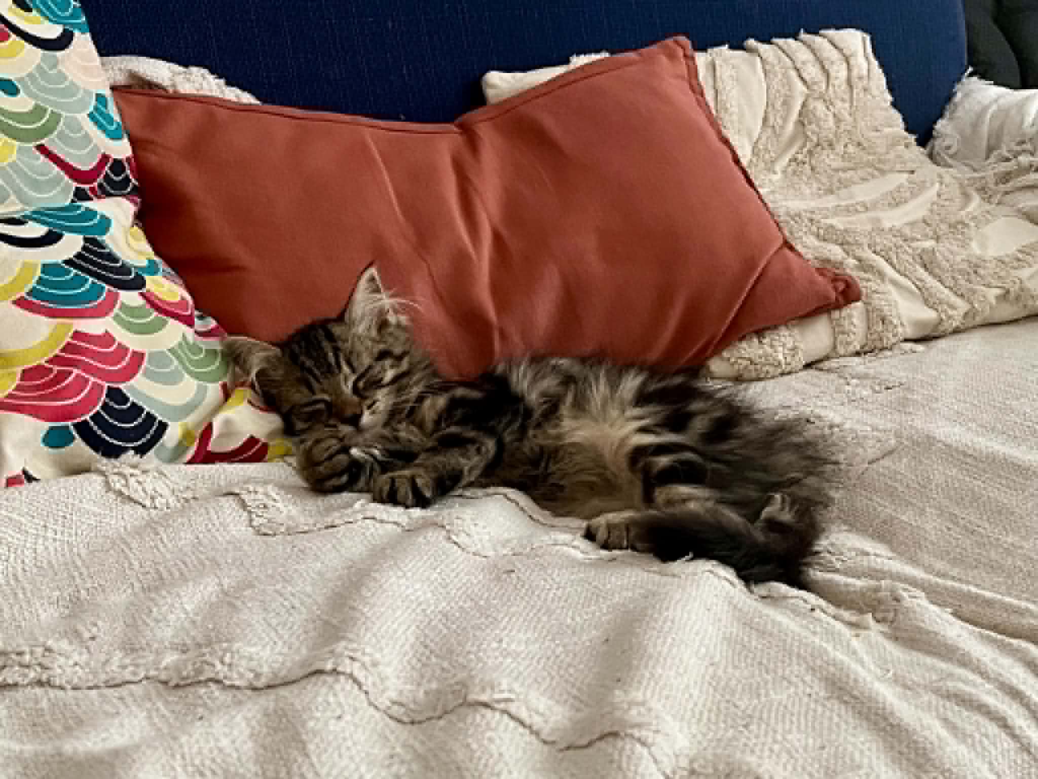 Photo du chat