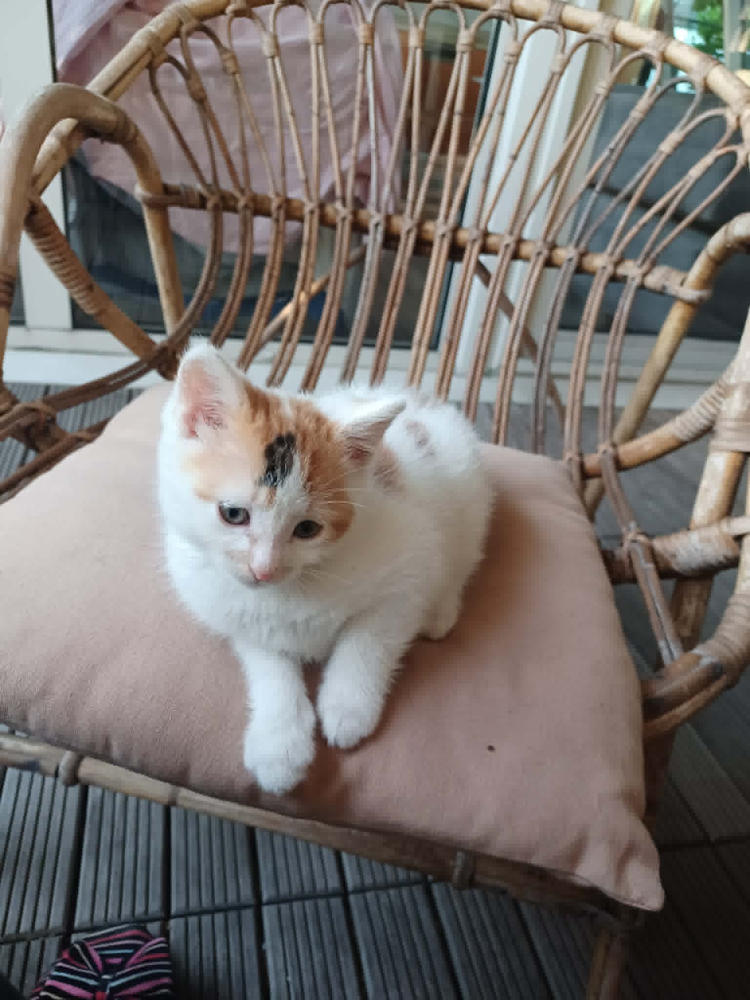 Photo du chat
