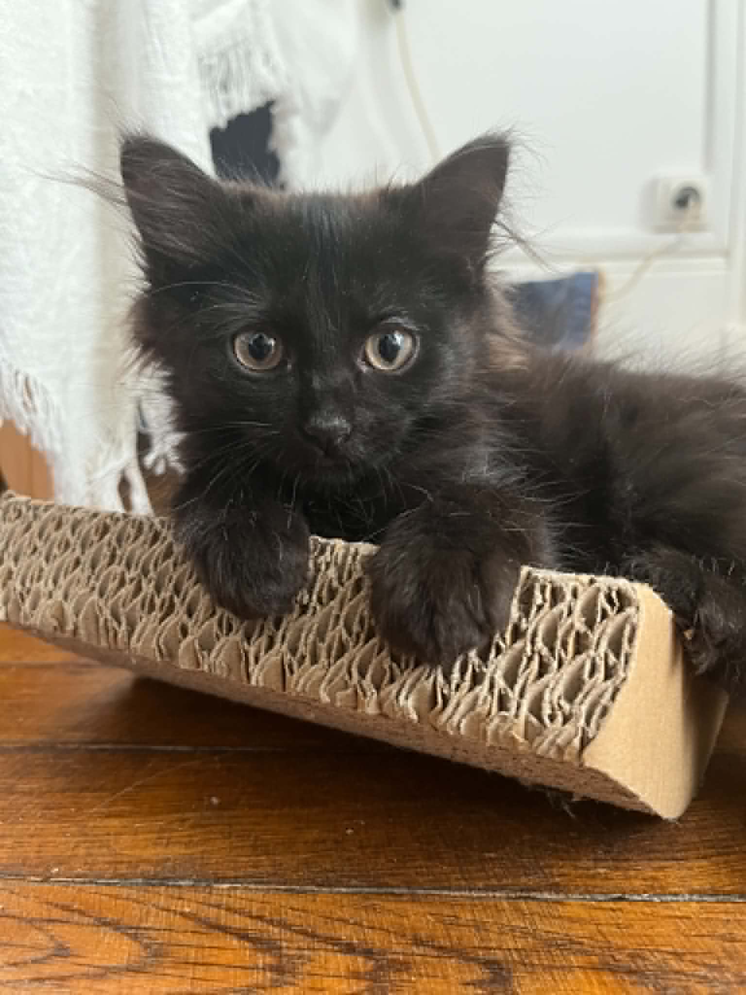 Photo du chat