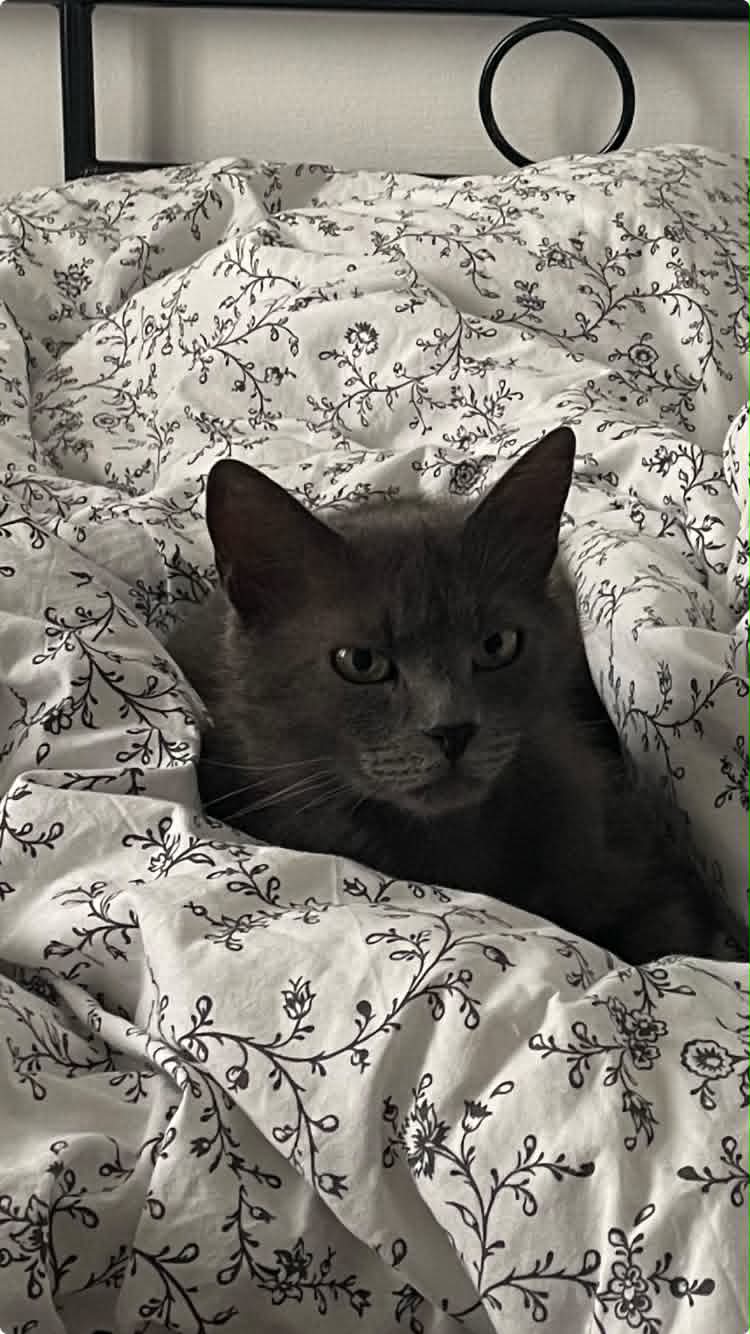 Photo du chat