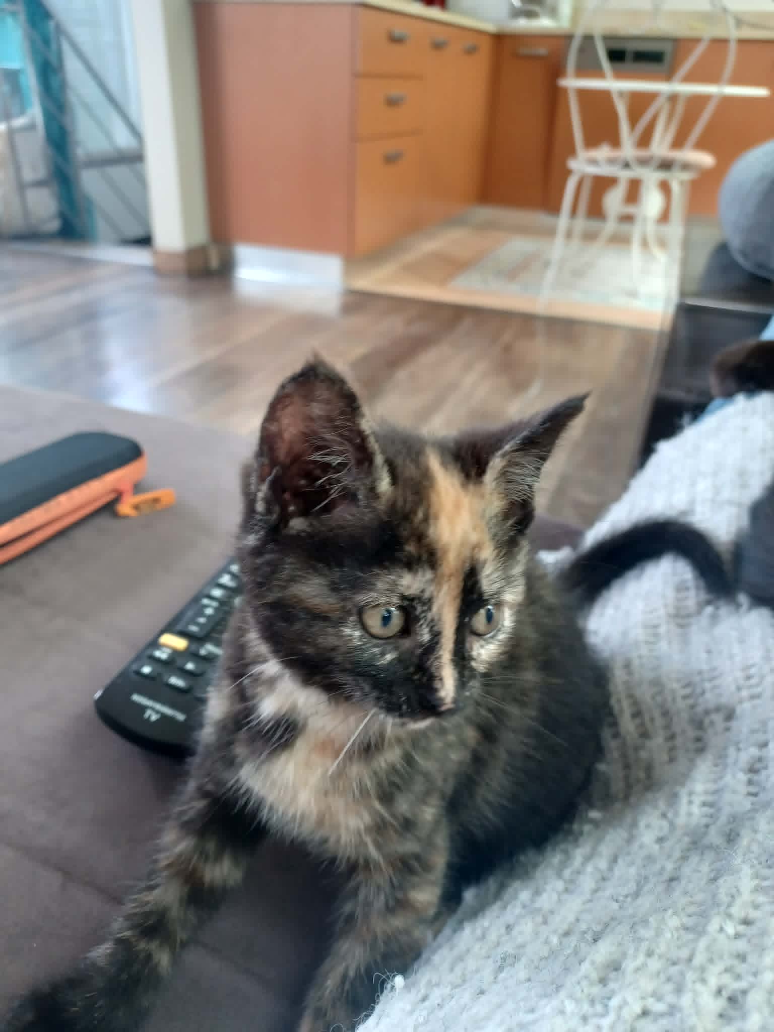 Photo du chat