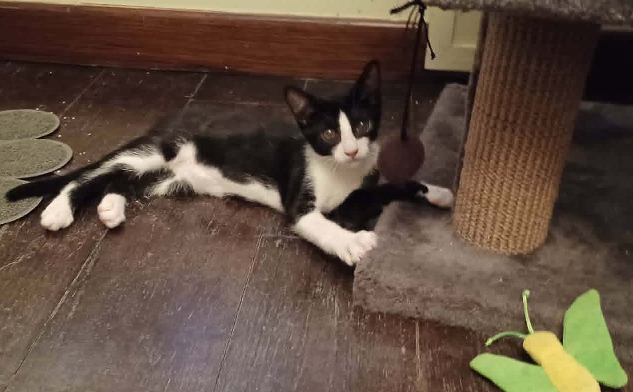 Photo du chat