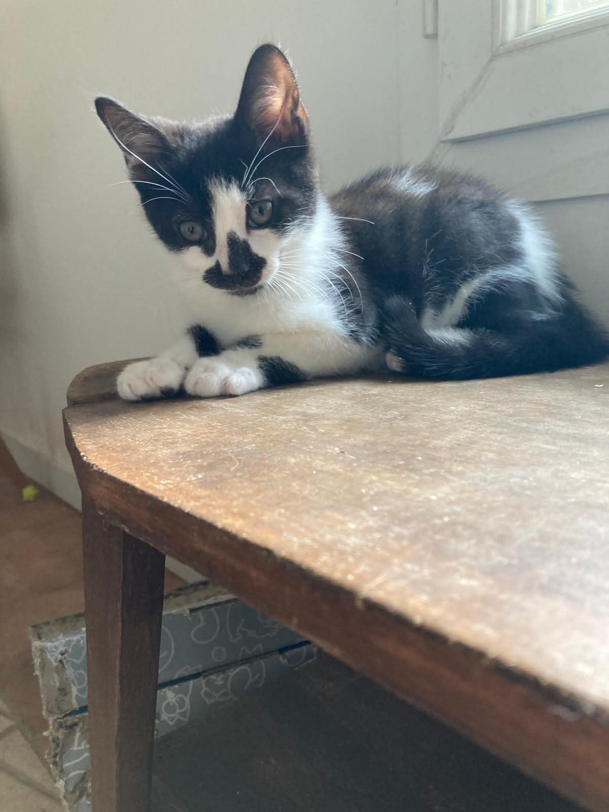 Photo du chat