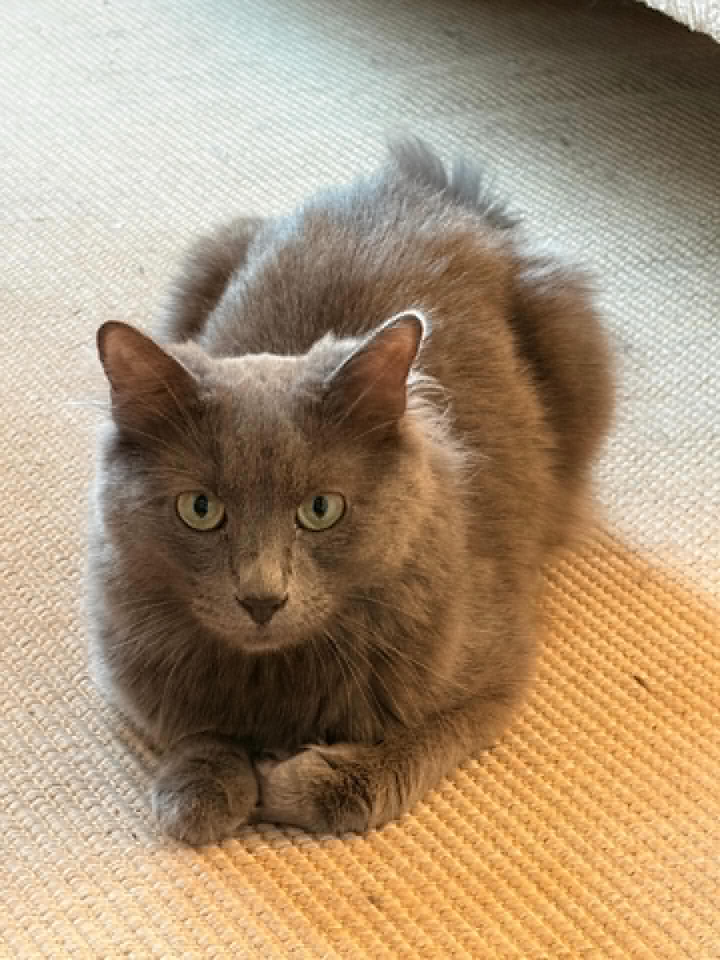 Photo du chat