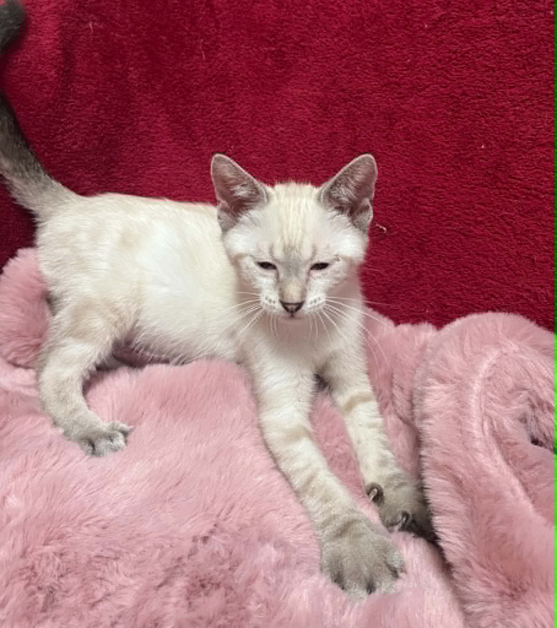 Photo du chat