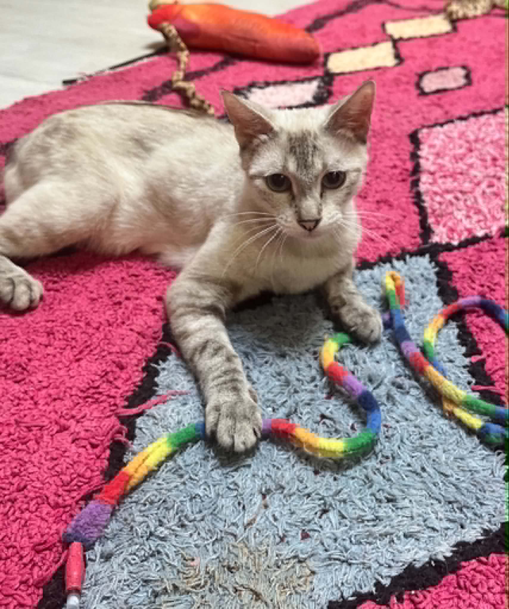 Photo du chat