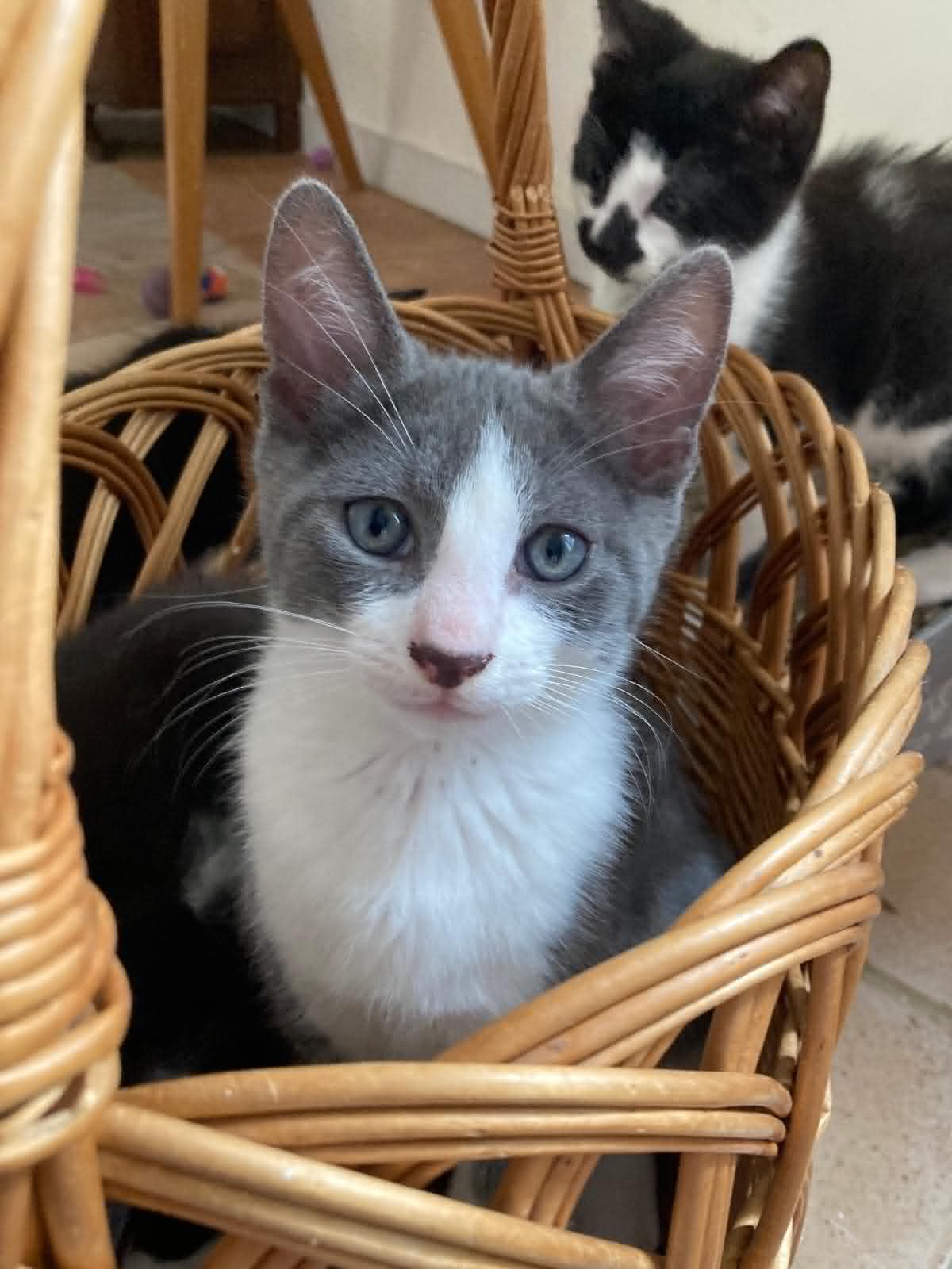 Photo du chat