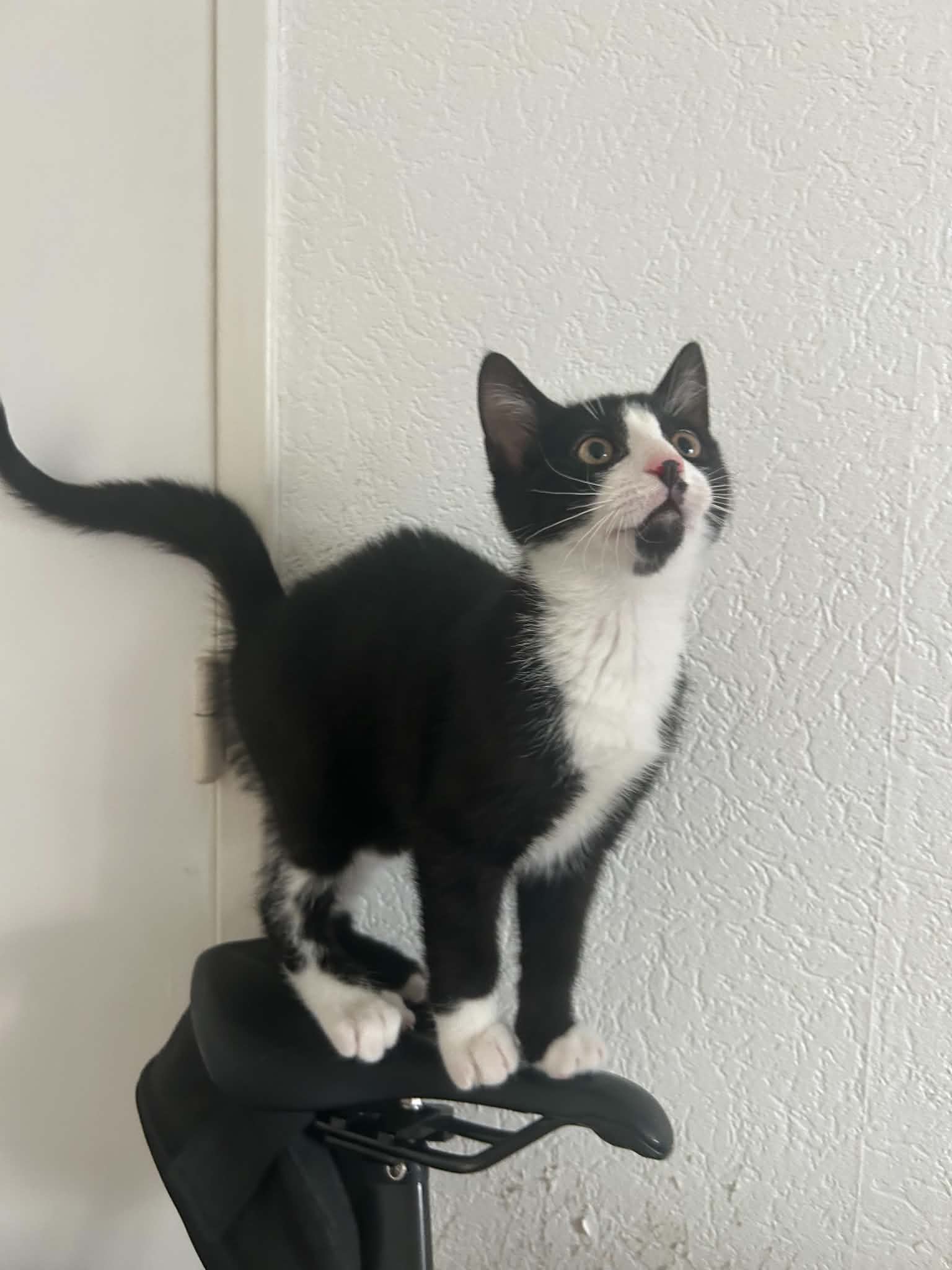 Photo du chat
