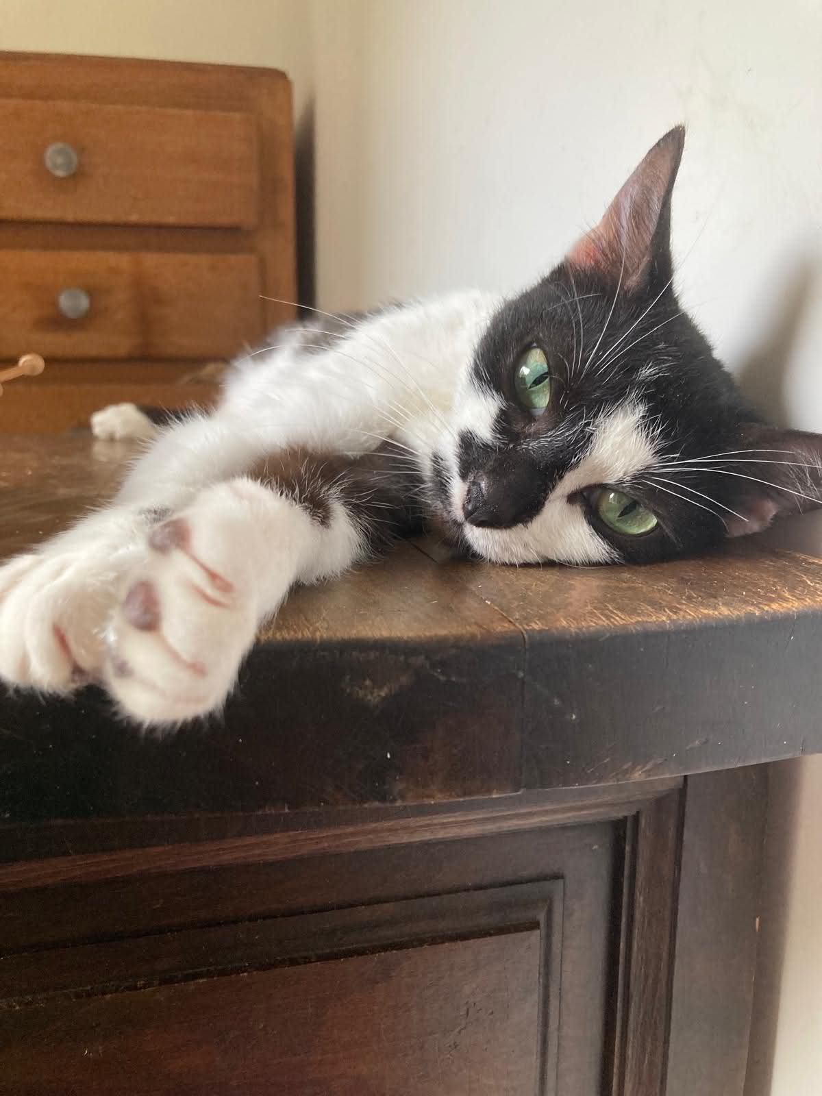 Photo du chat