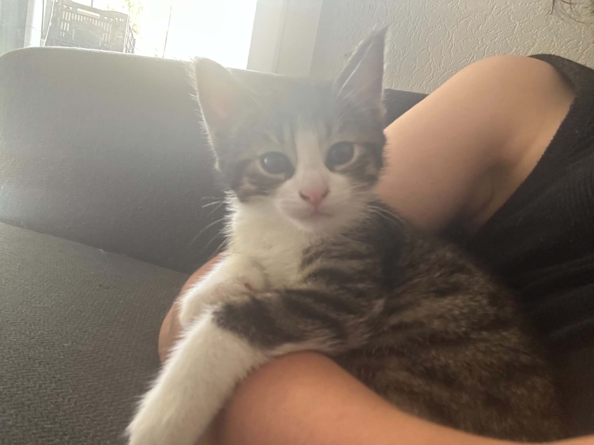 Photo du chat