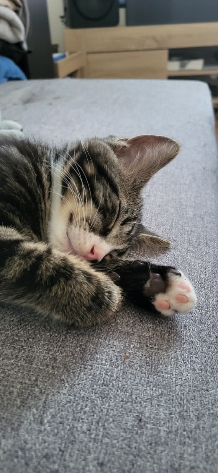 Photo du chat