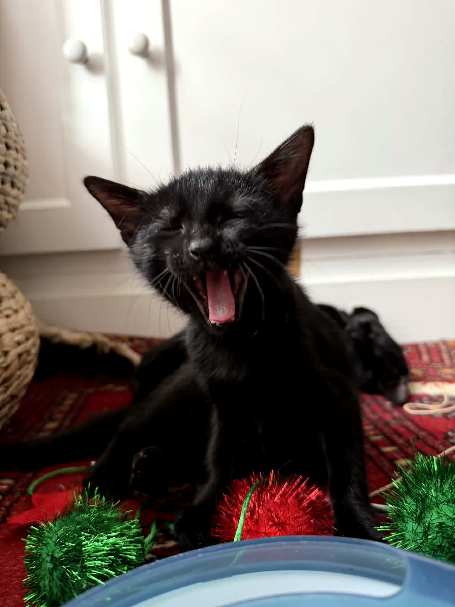 Photo du chat