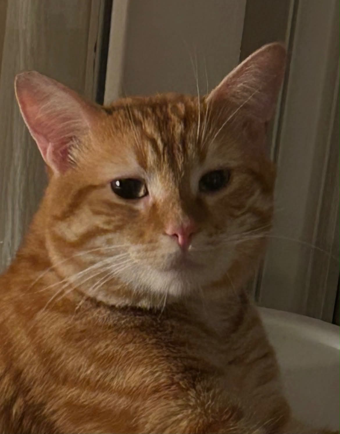 Photo du chat