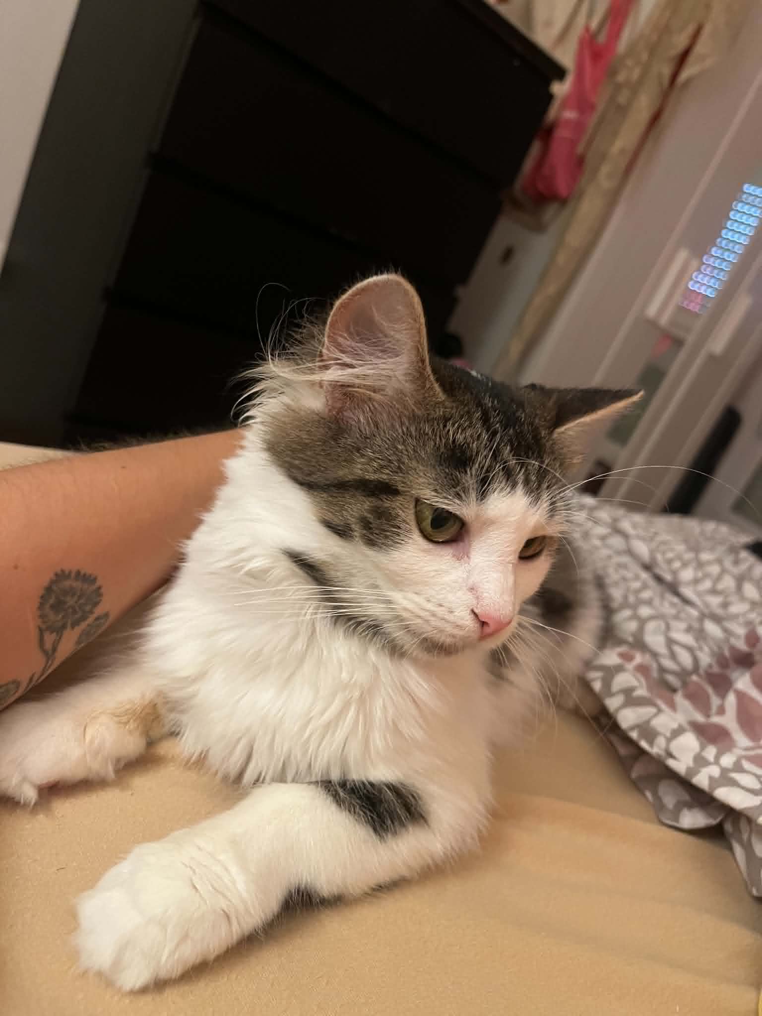 Photo du chat