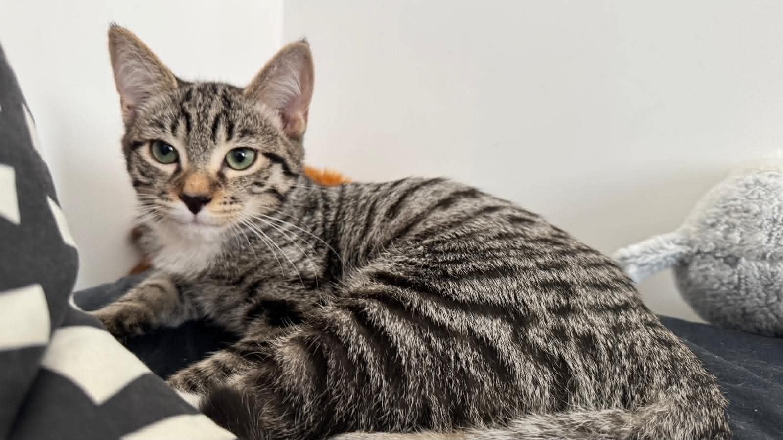 Photo du chat